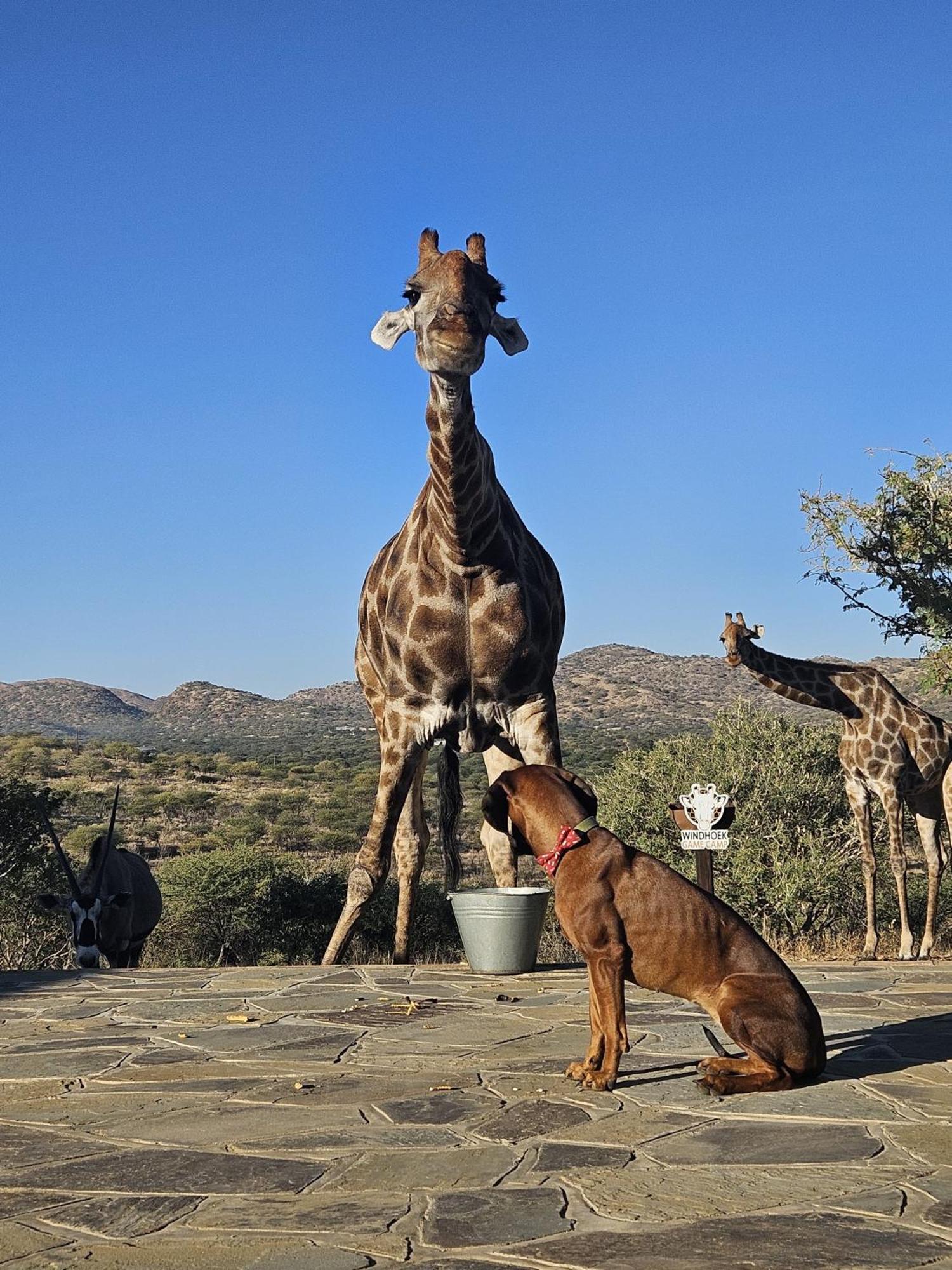 Windhoek Game Camp Lafrenz Township Eksteriør bilde